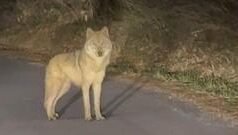 జూ నుంచి తప్పించుకున్న ఈ తోడేలు కోసం సైన్యం రంగంలోకి దిగింది..