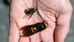 जगातील सर्वात वेदनादायक डंख कुणाचा? ‘या’ शास्त्रज्ञानं स्वतःवरच भयानक डंख का मारून घेतले?