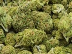 Five held for selling ganja in Madhapur village, 200 gm seized