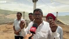 डासांमुळे अख्खं गाव झालं त्रस्त, ‘गावात लग्नासाठी मुलगी द्यायला कुणी तयार नाही’