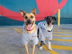 New Bunnings dog hoodies to raise funds for pets needing forever homes