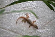 ਜੇਕਰ ਸਾਡੇ ਘਰਾਂ ‘ਚੋਂ ਕਿਰਲੀਆਂ ਗਾਇਬ ਹੋ ਜਾਣ ਤਾਂ ਕੀ ਹੋਵੇਗਾ? ਇਨ੍ਹਾਂ ਦਾ ਈਕੋ-ਸਿਸਟਮ ‘ਤੇ ਕੀ ਪ੍ਰਭਾਵ ਪੈਂਦਾ ਹੈ