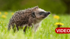 ముళ్ల పందులు మనకు వినిపించని శబ్దాలతో మాట్లాడుకుంటాయా?