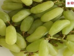 हेल्थ अलर्ट! मार्केट में मिल रहे केमिकल वाले जहरीले अंगूर, डॉक्टर ने बताया कैसे पहचानें