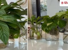 सिर्फ मनी प्लांट नहीं! पानी में उग जाते हैं ये 6 पौधे, घर के अंदर लगाने के लिए हैं बेस्ट