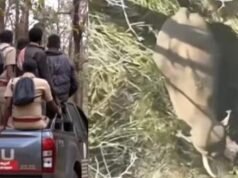 വയനാട്ടില് ഭീതി വിതച്ച മുട്ടിക്കൊമ്പനെ ദൗത്യ സംഘം മയക്ക് വെടിവെച്ചു