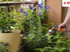 सुबह या शाम, गर्मियों में पौधों को पानी कब देना चाहिए? माली से जानें सही समय