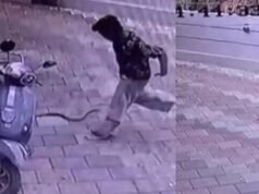 നാദാപുരത്ത് പാമ്പ് കടിയേല്ക്കാതെ 11കാരന് അത്ഭുതകരമായി രക്ഷപ്പെട്ടു