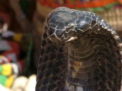 A little Flemish town is kept captive by a vicious cobra.