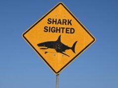 Man attacked by shark near popular holiday island