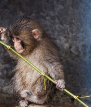 baby_monkey_1779117966926_1779117970602_a74ba481-3fa7-4120-9b93-931b0bcd18c2.png